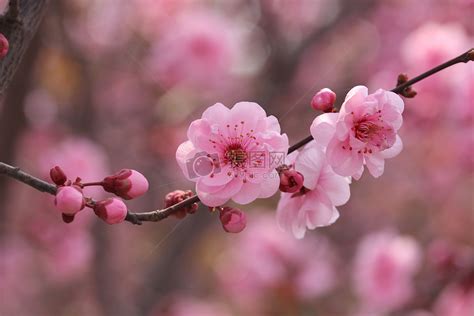 春天開的花有哪些|春暖花開必看！春天盛開的花卉種類與花語 